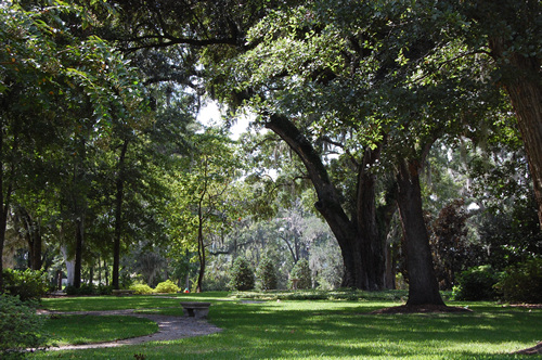 Live Oaks in Mount Pleasant